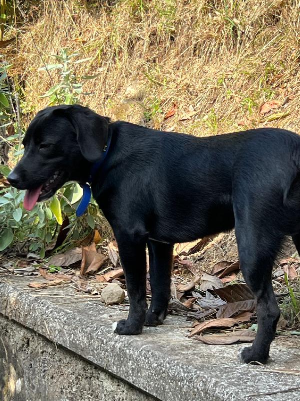 💛 BRUNO – UN CUCCIOLO SPECIALE IN CERCA DI CASA 💛 Foto 5